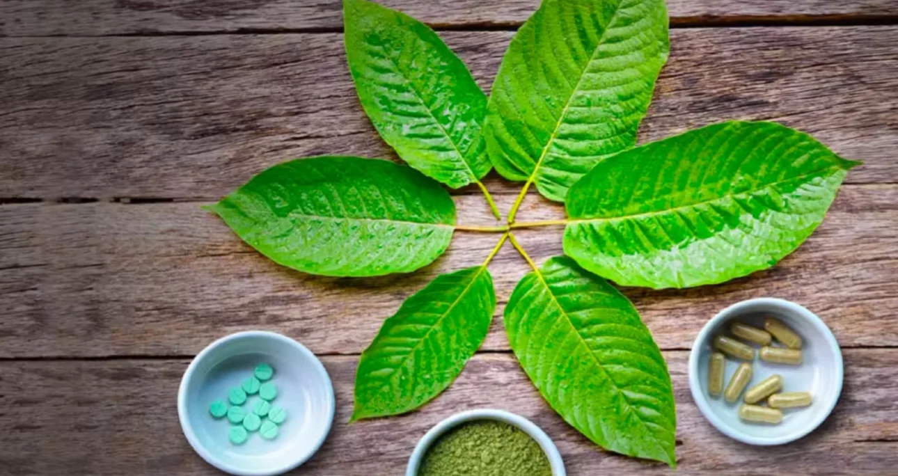 Understanding Kratom Alkaloids: Nature’s Potent Compounds