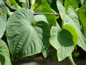 Kratom Vs Kava: What's The Difference?