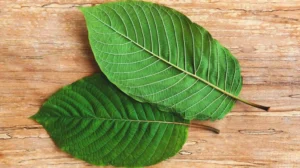 Kratom Strains: Exploring The Different Types