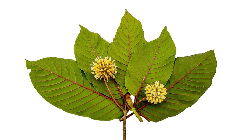 Everything You Need to Know About 7-OH in Kratom