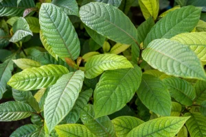 Kratom Vs Kava: What's The Difference?