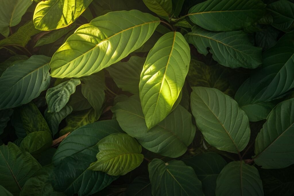 Kratom Types: Understanding the Different Varieties