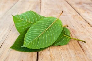 Kratom Strains: Exploring The Different Types