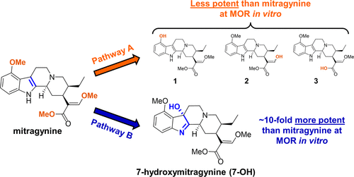 convert mitragynine to 7 hydroxymitragynine