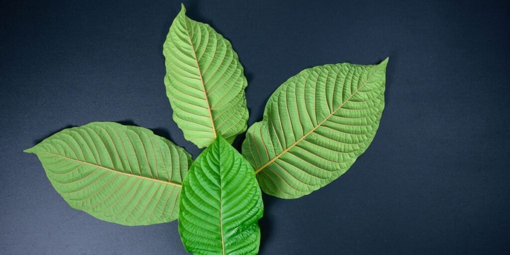 kratom plant