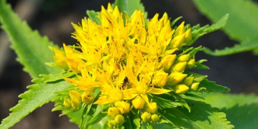 Rhodiola Rosea