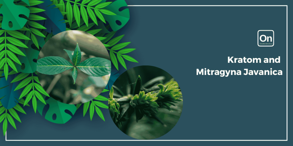 kratom and mitragyna javanica