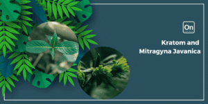 kratom and mitragyna javanica