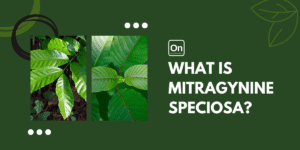 WHAT IS MITRAGYNINE SPECIOSA