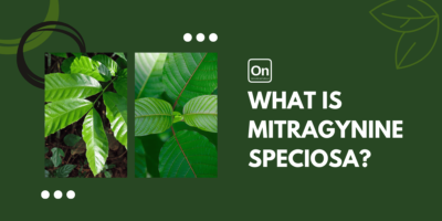 What Is Mitragyna Speciosa?