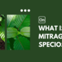 What Is Mitragyna Speciosa?