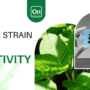 Best Kratom Strain For Creativity