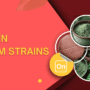 What Are The Best Red Vein Kratom Strains?