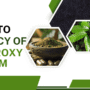 Guide To The Potency of 7-Hydroxy Kratom