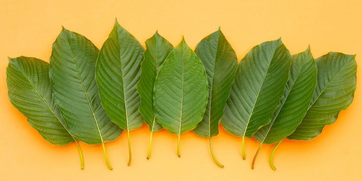manage and reset your kratom tolerance